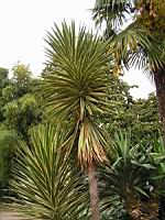Yucca Aloifolia (fam Agavacees) (03) (Photo F. Mrugala)
